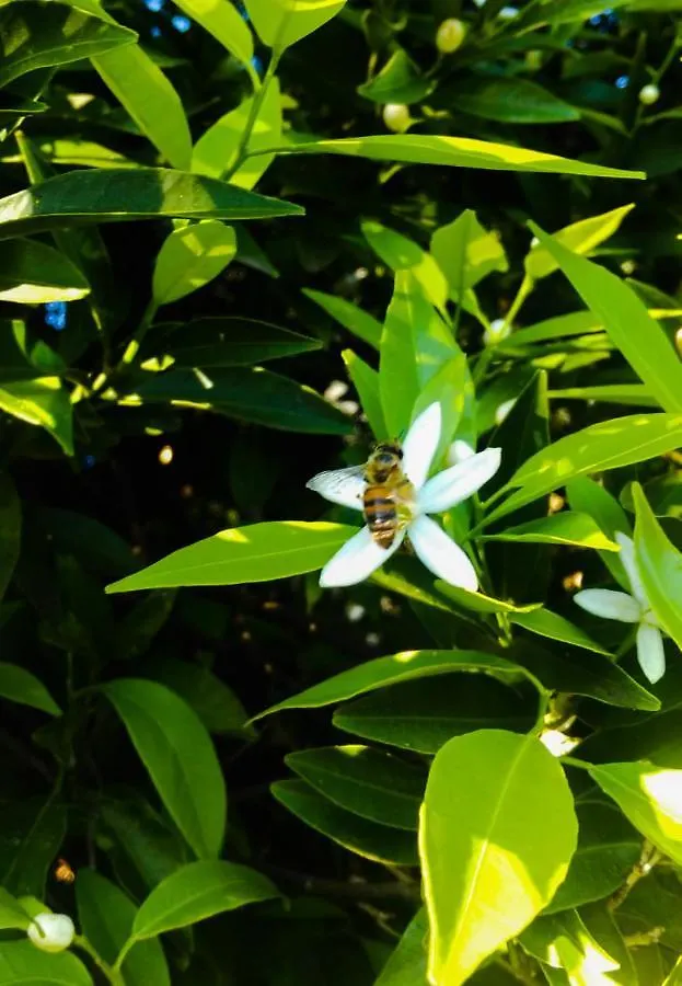 Il Giardino Del Sole Villa Agnone Bagni