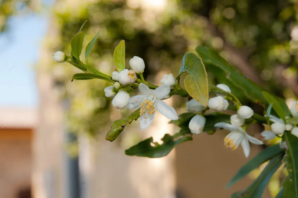 Il Giardino Del Sole Villa Agnone Bagni Farm stay