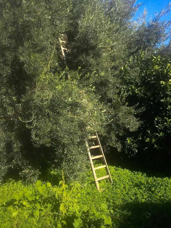Villa Il Giardino Del Sole Agnone Bagni Alloggio per agriturismo